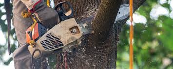 Best Lawn Watering Services  in La Homa, TX