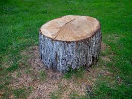  La Homa, TX Tree Care Pros