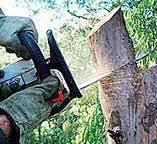 How Our Tree Care Process Works  in  La Homa, TX