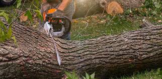 Best Root Management and Removal  in La Homa, TX