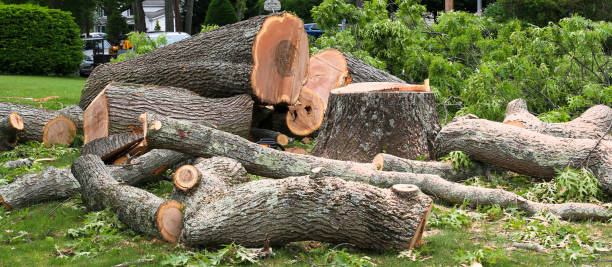 Best Emergency Tree Removal  in La Homa, TX