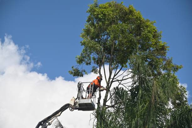 Reliable La Homa, TX Tree Care Solutions