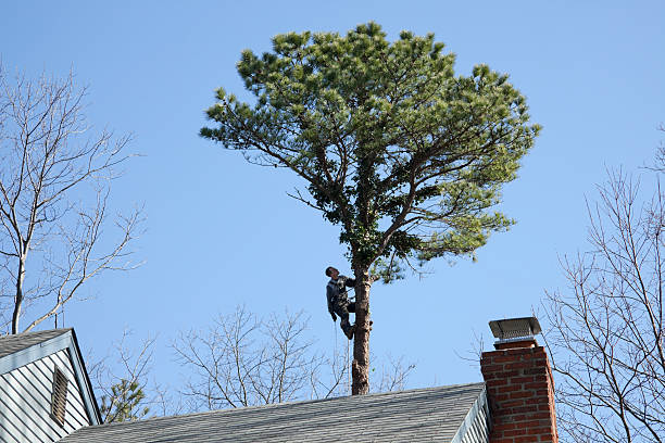 Best Arborist Consultation Services  in La Homa, TX